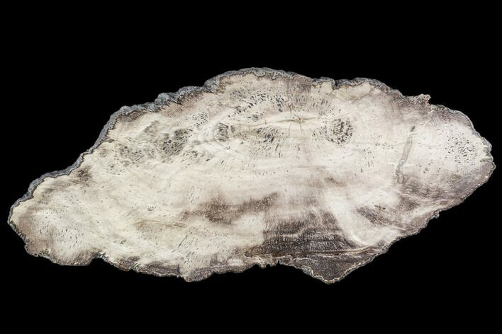 Polished Petrified Wood (Dicot) Slab - Texas #104942